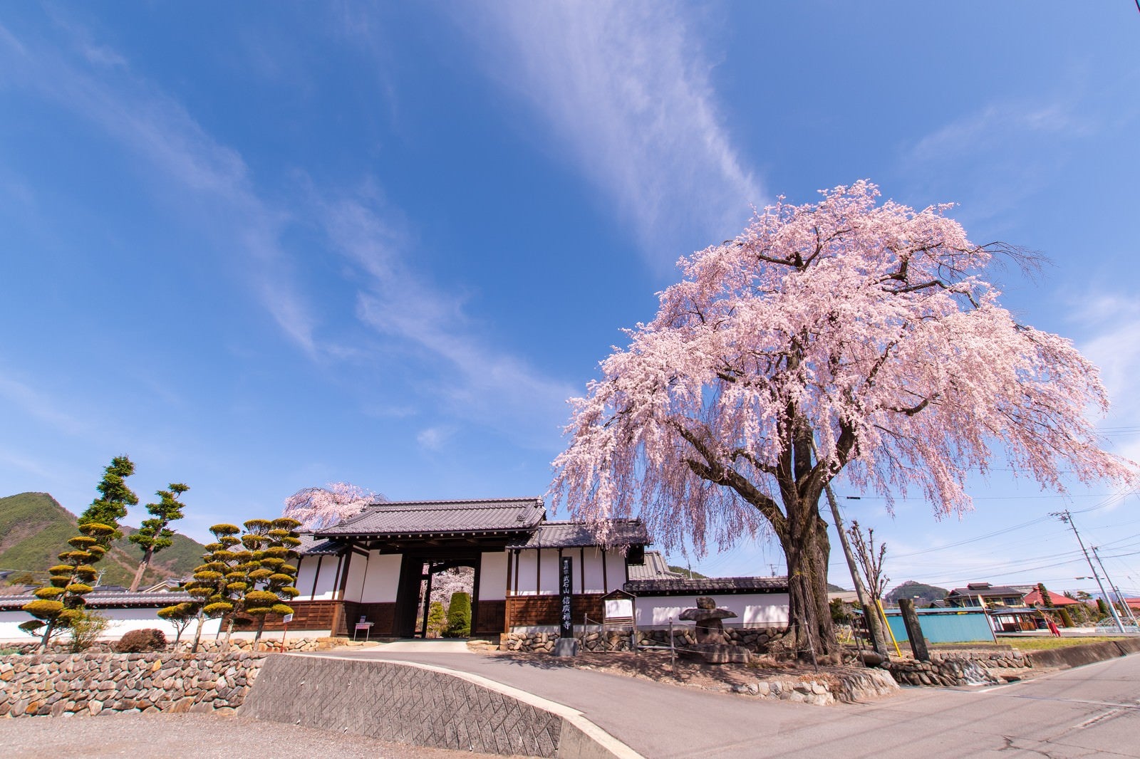 「満開の枝垂桜と信広寺」の写真