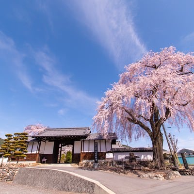 満開の枝垂桜と信広寺の写真