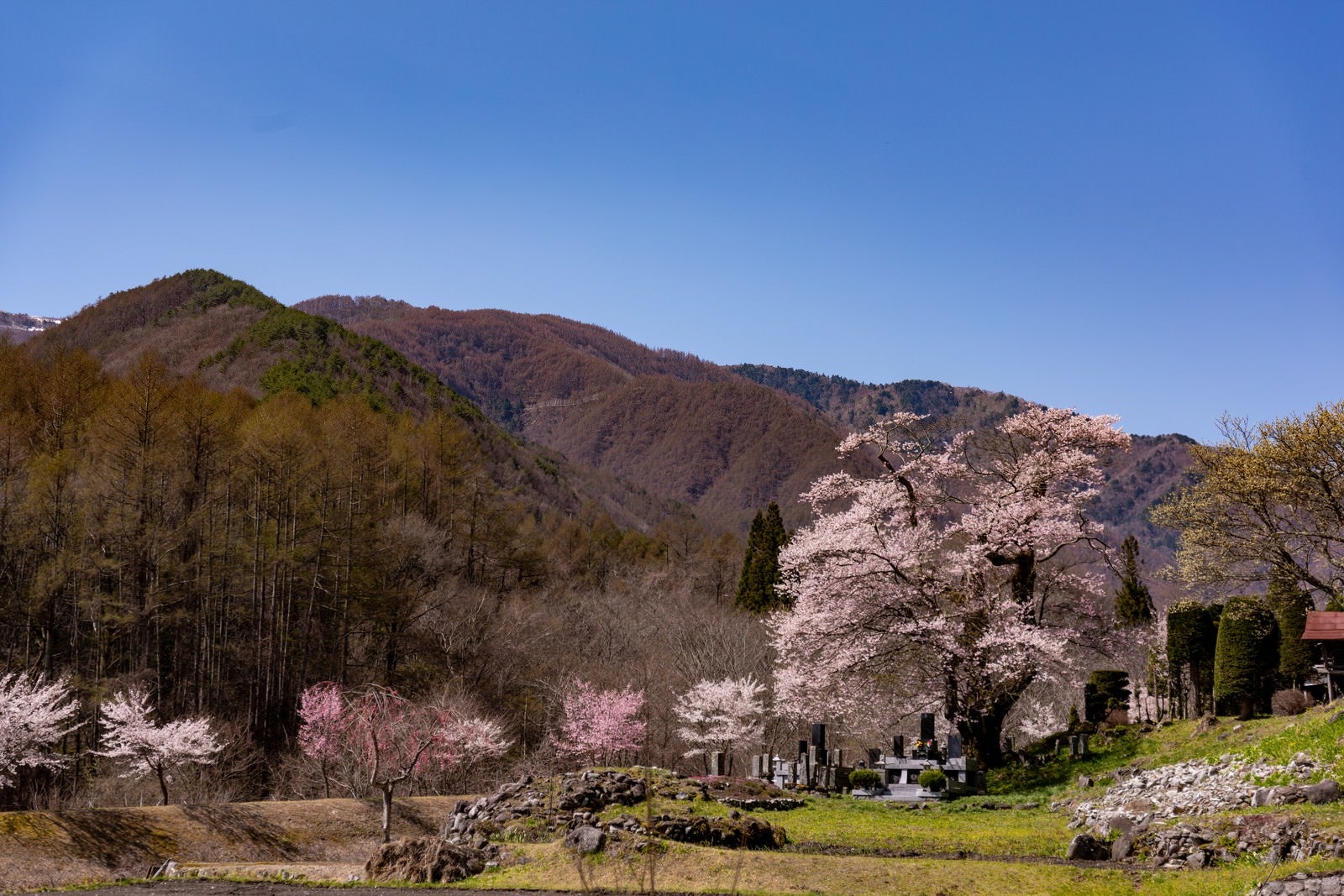 「山の麓に咲く大布施のヒガンザクラ」の写真