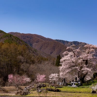 山の麓に咲く大布施のヒガンザクラの写真