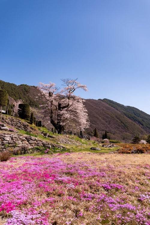 大布施のヒガンザクラと芝桜の写真