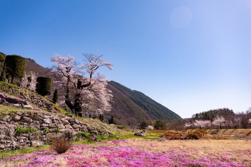 大布施の彼岸桜と芝桜の風景の写真