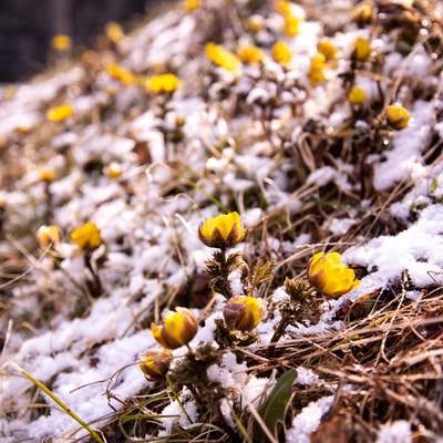 残雪の中、花咲く福寿草群生地（唐沢）の写真