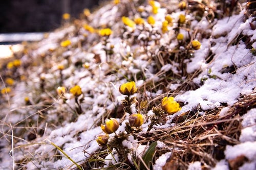 残雪の中、花咲く福寿草群生地（唐沢）の写真