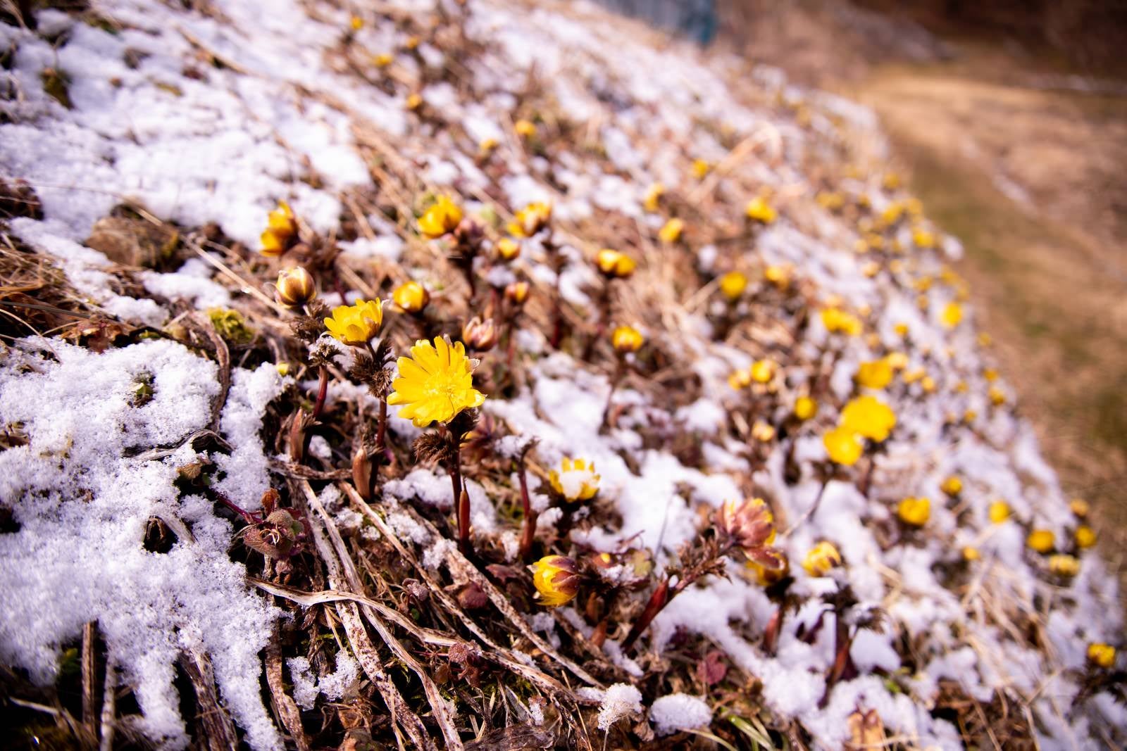 「雪が残る斜面に群生する福寿草（唐沢）」の写真