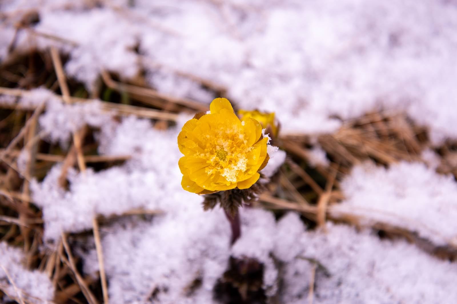 「雪から顔を出す福寿草の花」の写真