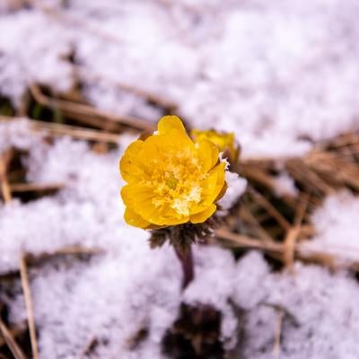 雪から顔を出す福寿草の花の写真