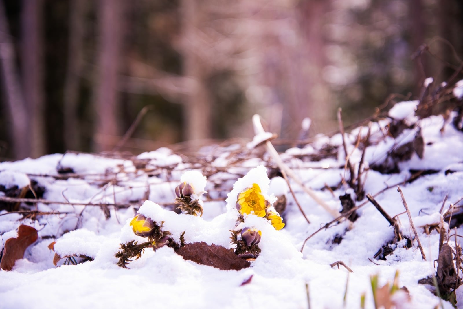 「雪に埋もれる春の訪れ福寿草（唐沢）」の写真