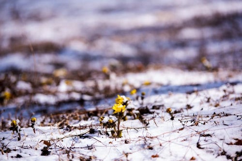 群生地で始まる福寿草の開花（唐沢）の写真