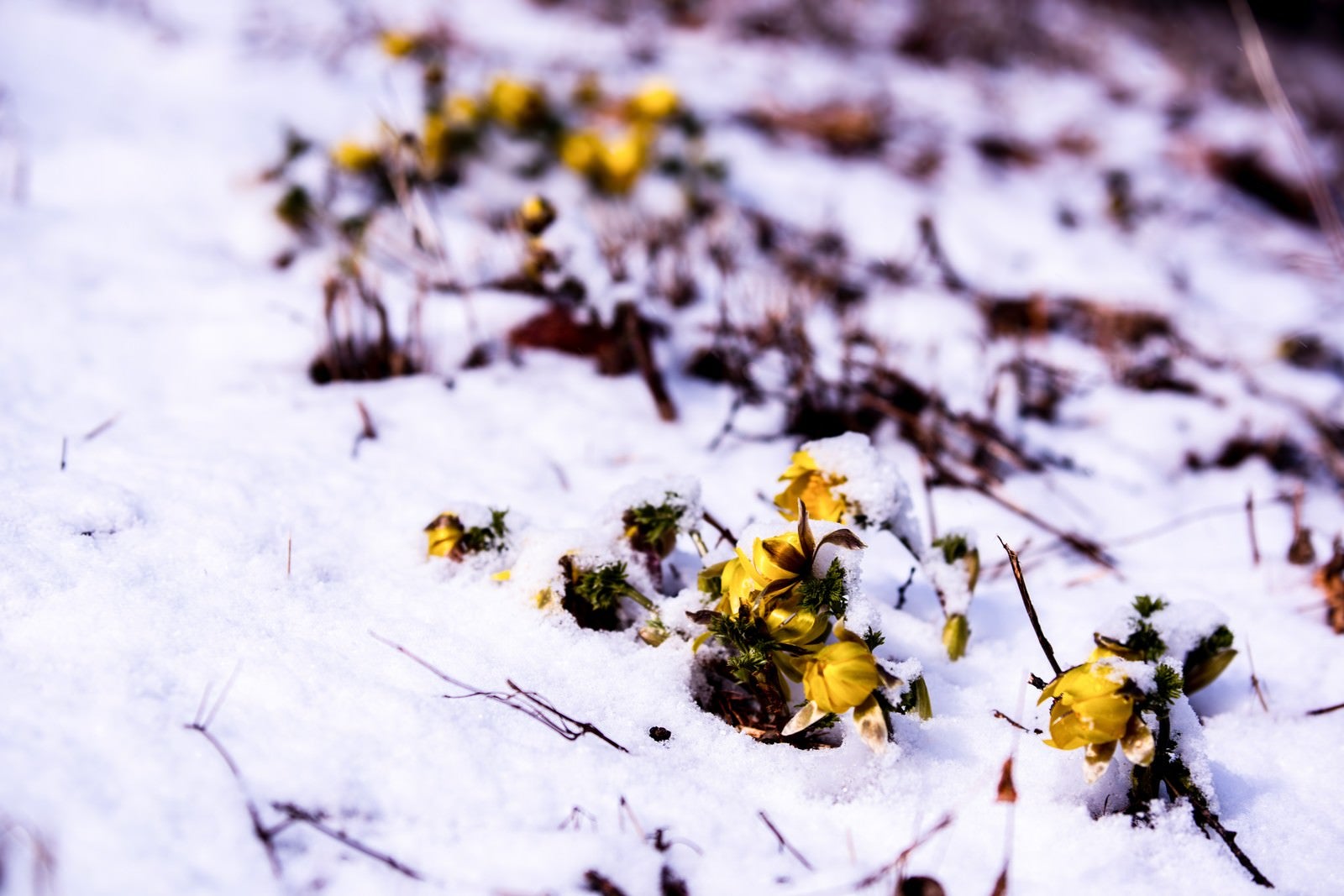 「残雪と福寿草の蕾（唐沢）」の写真