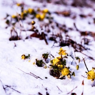 残雪と福寿草の蕾（唐沢）の写真