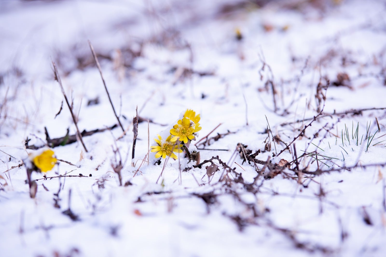 「残雪の群生地で開花する福寿草（唐沢）」の写真