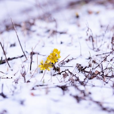 残雪の群生地で開花する福寿草（唐沢）の写真