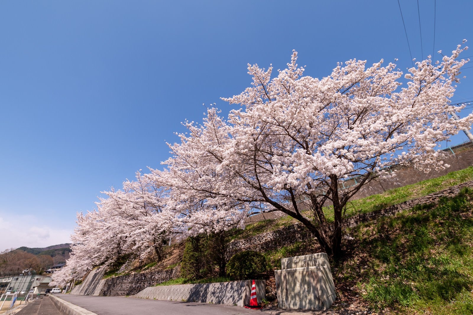 「武石グラウンドの道路沿いに咲く桜」の写真