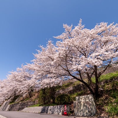 武石グラウンドの道路沿いに咲く桜の写真
