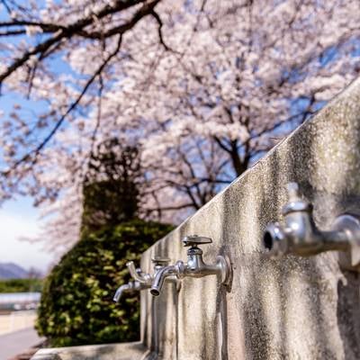 満開の桜の下にある水飲み場（武石グラウンド）の写真