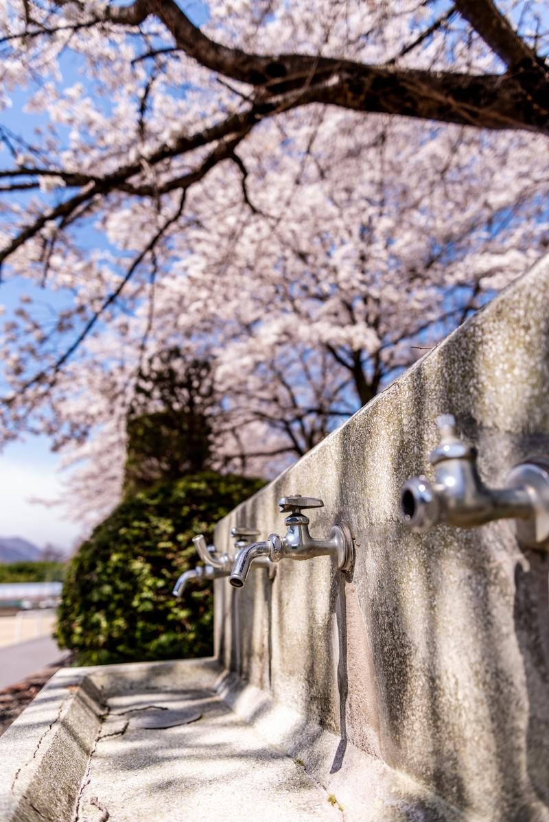 「満開の桜の下にある水飲み場（武石グラウンド）」の写真
