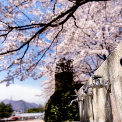 水飲み場の蛇口と満開の桜（武石グラウンド）の写真