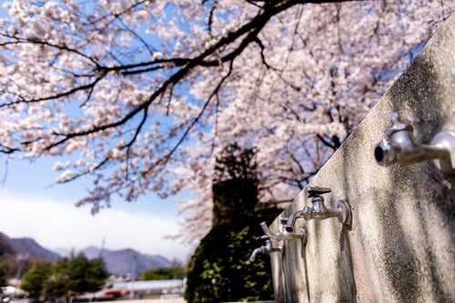 水飲み場の蛇口と満開の桜（武石グラウンド）の写真