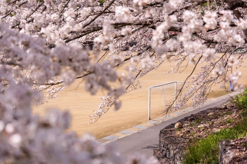 満開の桜とゴールポスト（武石グラウンド）の写真