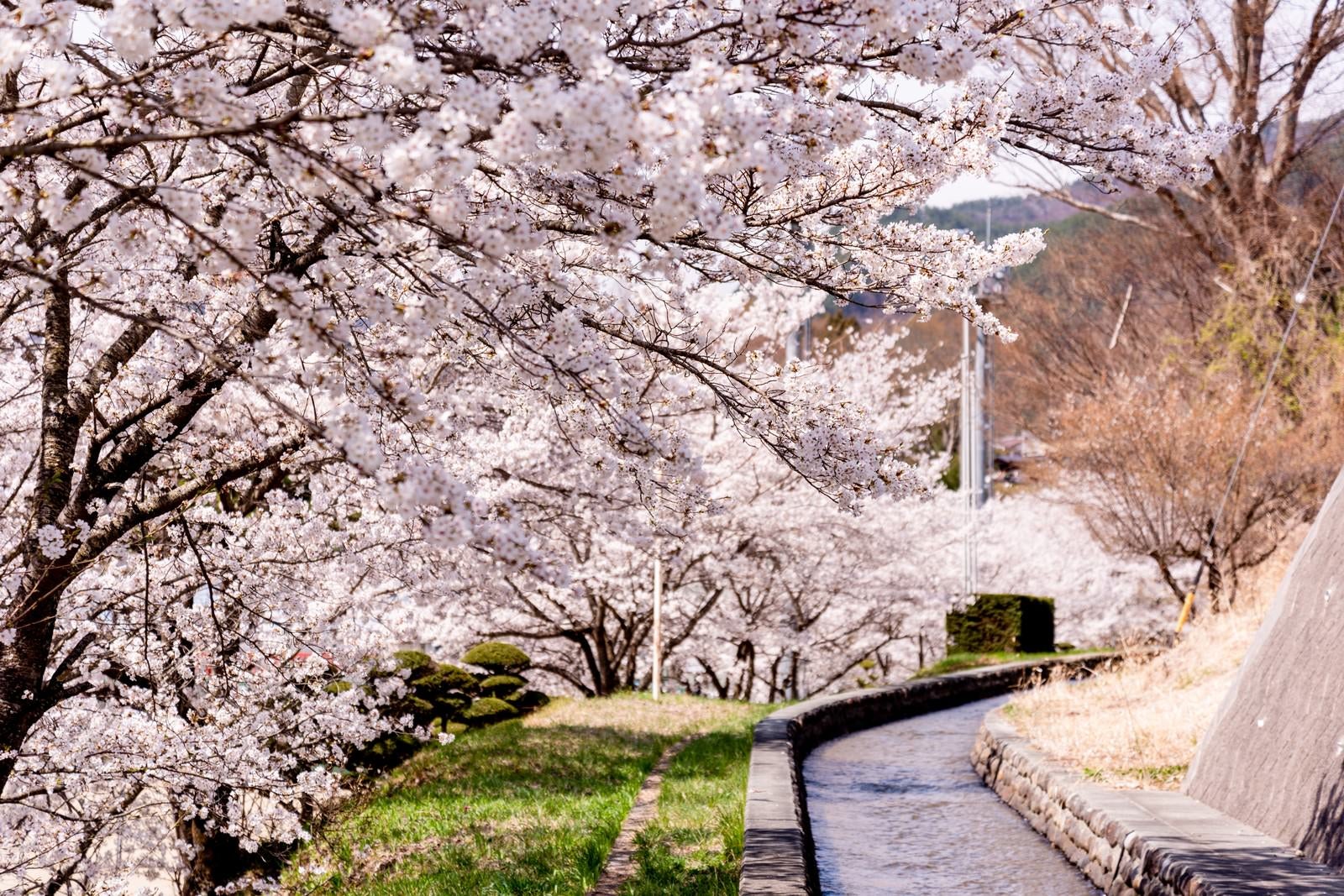 「武石グラウンドの歩道沿いに咲く桜並木」の写真