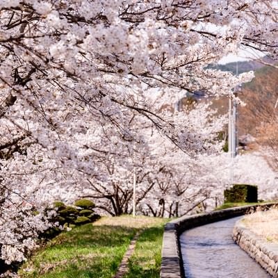 武石グラウンドの歩道沿いに咲く桜並木の写真