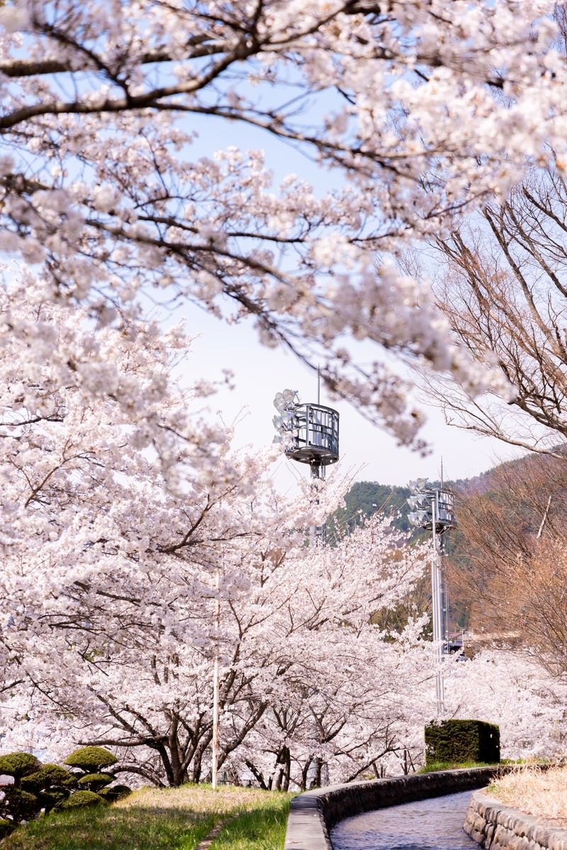 「武石グラウンドの歩道沿いに続く桜並木」の写真
