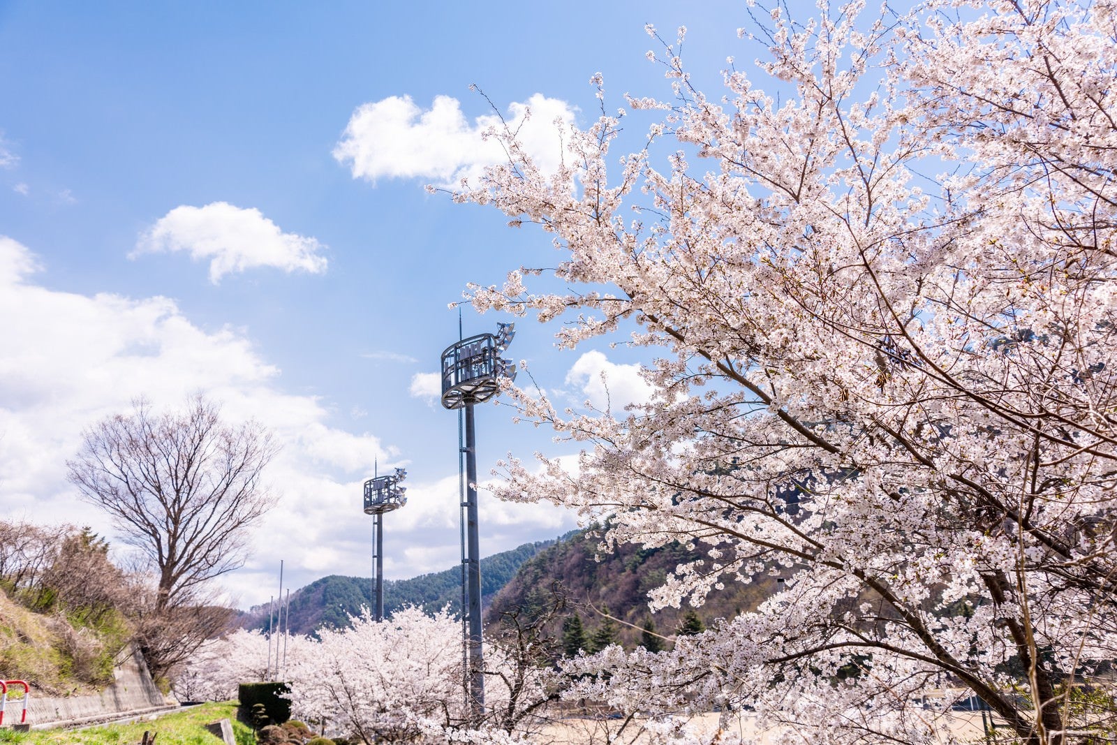 「並木桜とグラウンド照明（武石グラウンド）」の写真