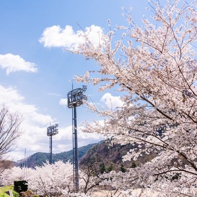 並木桜とグラウンド照明（武石グラウンド）の写真