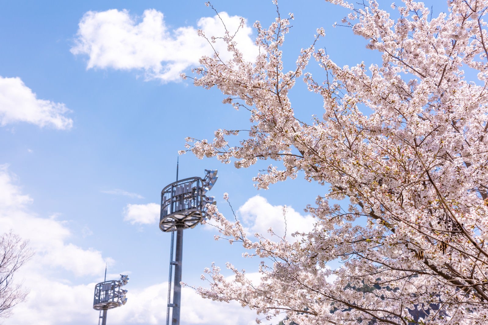 「武石グラウンドの照明設備と満開の桜」の写真