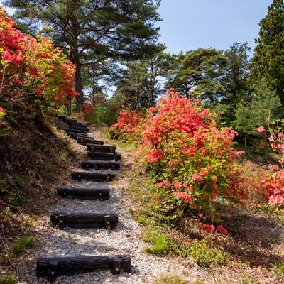 武石公園の階段沿いに咲くツツジの写真
