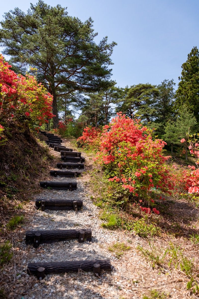 「武石公園の階段沿いに咲くツツジ」の写真