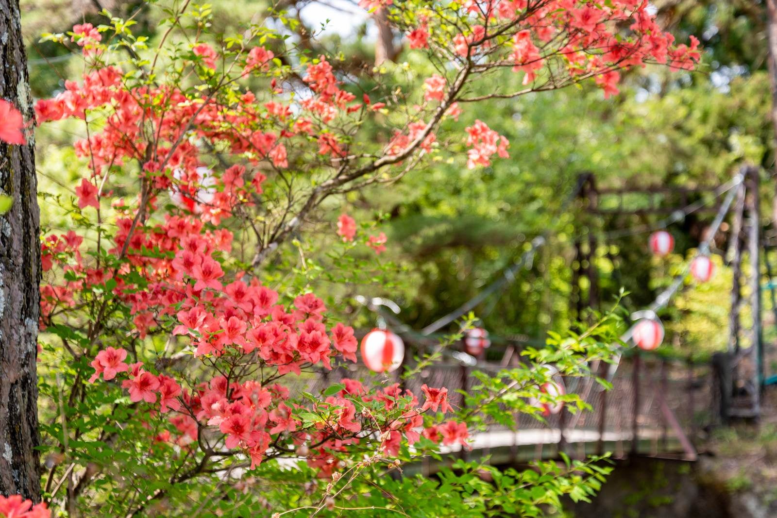「吊橋前に咲くツツジ（武石公園）」の写真