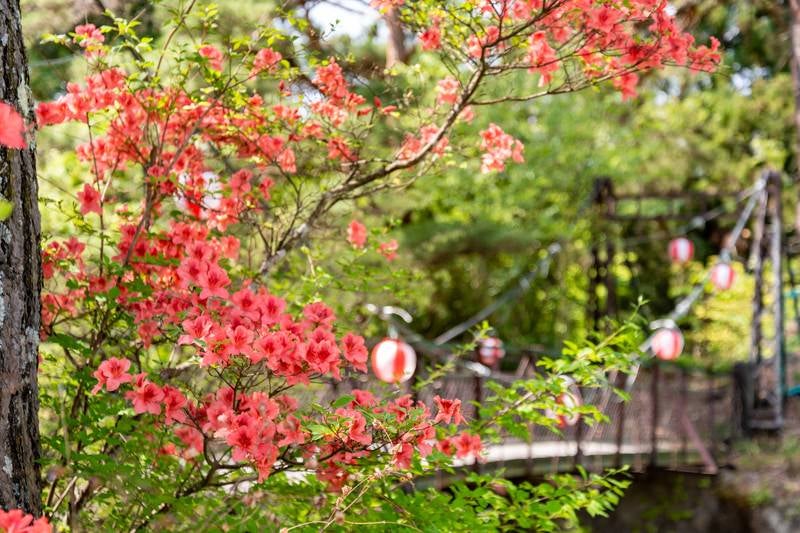 吊橋前に咲くツツジ（武石公園）の写真
