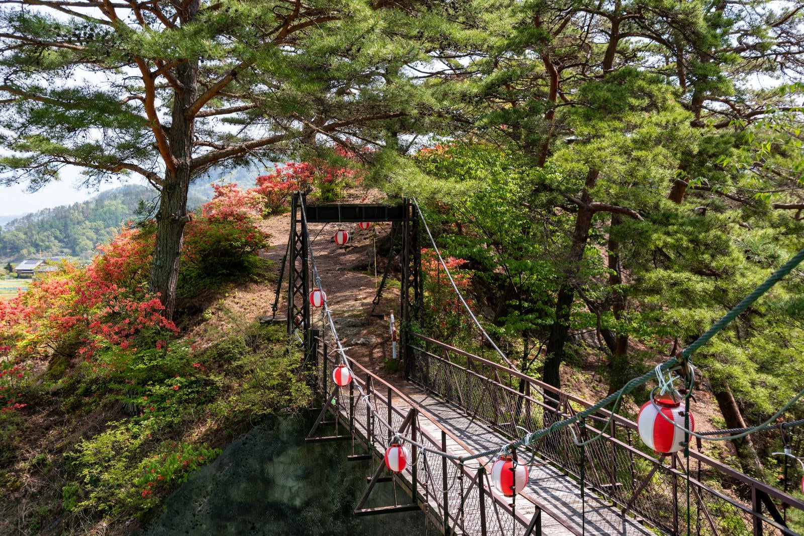 「武石公園の吊橋から見るツツジ」の写真