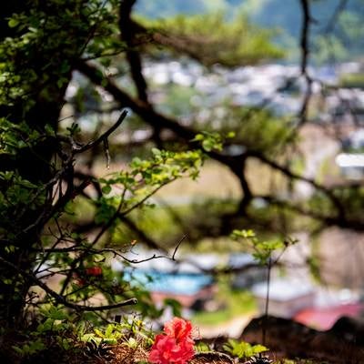 ツツジの落ち花（武石公園）の写真