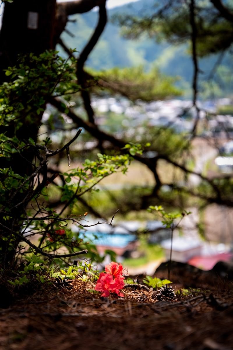 「ツツジの落ち花（武石公園）」の写真