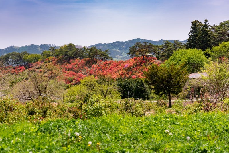 山の傾斜を彩る武石公園のツツジの写真