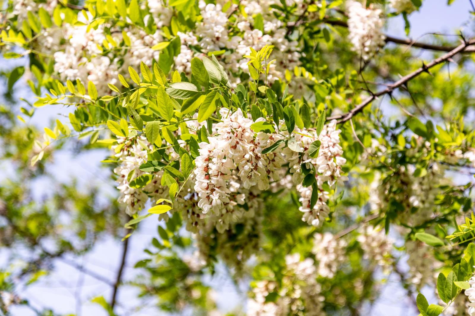 「初夏に咲くニセアカシアの花」の写真