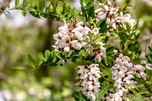 ニセアカシアの花が咲くの写真