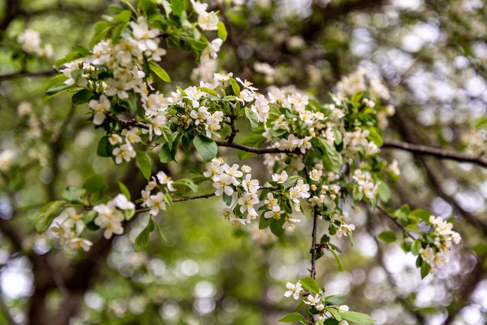 「春の開花」の写真