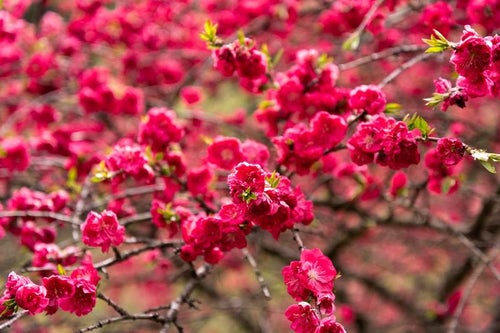 紅色の花桃（余里の一里）の写真