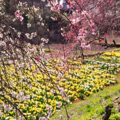 スイセンの花畑と花桃（余里の一里）の写真