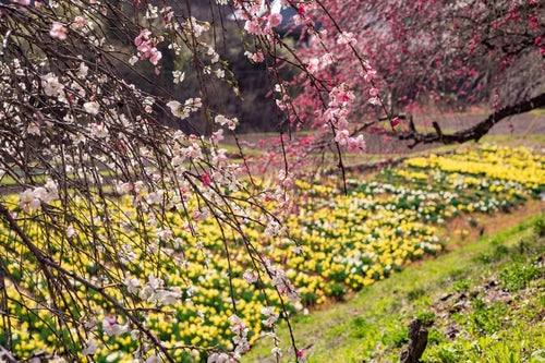 スイセンの花畑と花桃（余里の一里）の写真