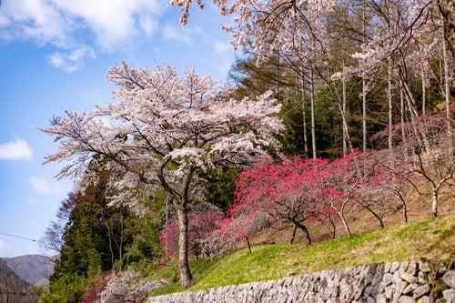 麓に咲く花桃（余里の一里）の写真