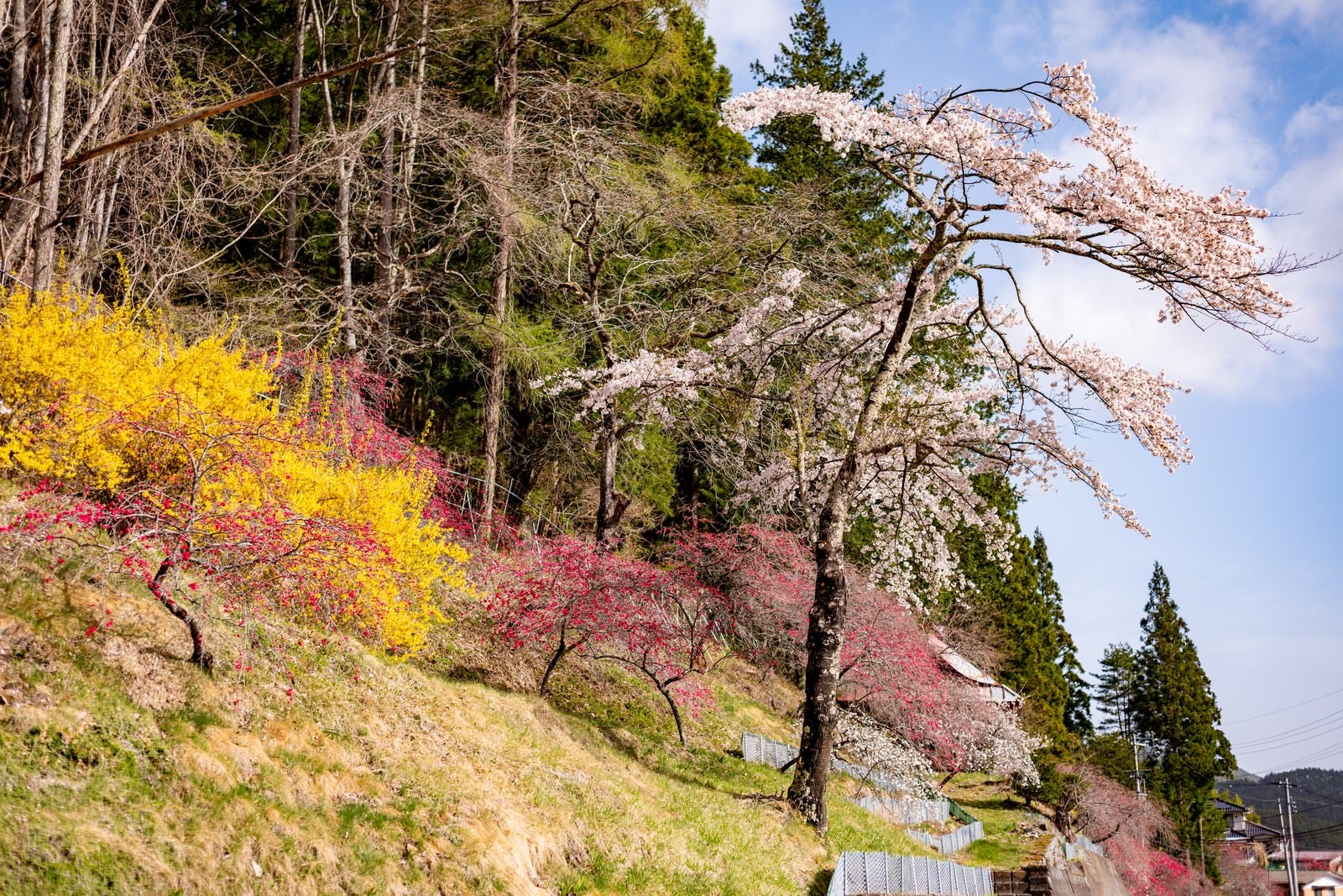 「麓に咲く春色の草木花（余里の一里）」の写真