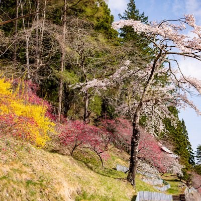 麓に咲く春色の草木花（余里の一里）の写真