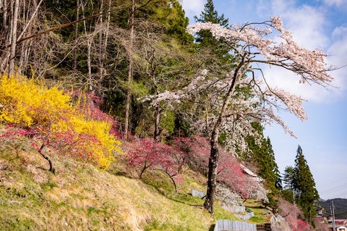 麓に咲く春色の草木花（余里の一里）の写真