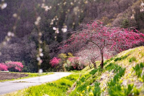 麓の道沿いに咲くハナモモ（余里の一里）の写真