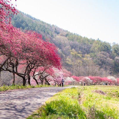 遊歩道沿いに花桃並木（余里の一里）の写真
